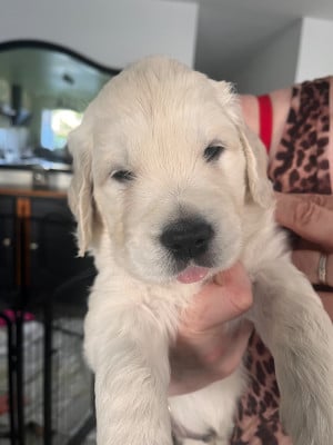 Les chiots de Golden Retriever