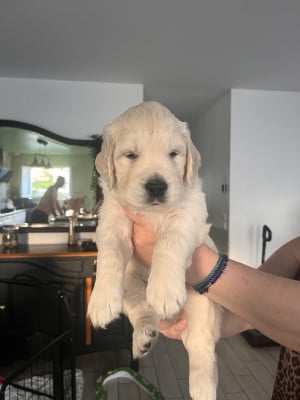 Les chiots de Golden Retriever