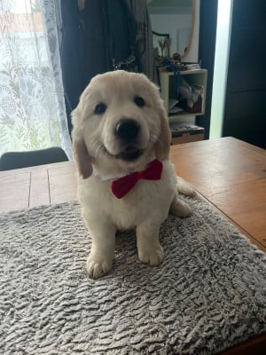 Les chiots de Golden Retriever