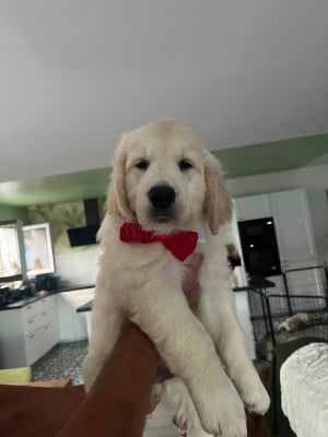 Les chiots de Golden Retriever
