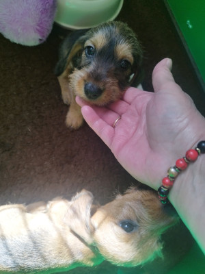 Les chiots de Teckel poil dur