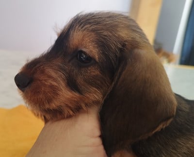 Les chiots de Teckel poil dur