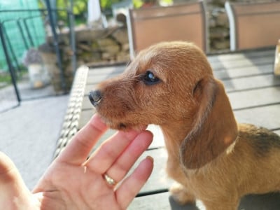 Les chiots de Teckel poil dur