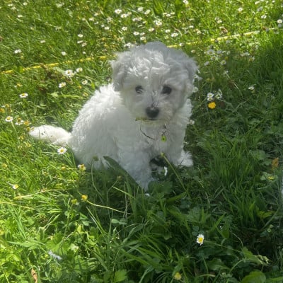 Les chiots de Bichon Frise