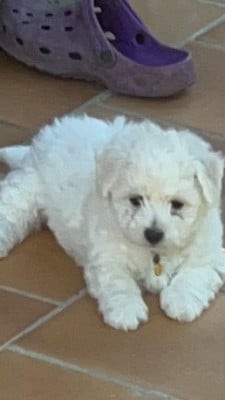 Les chiots de Bichon Frise