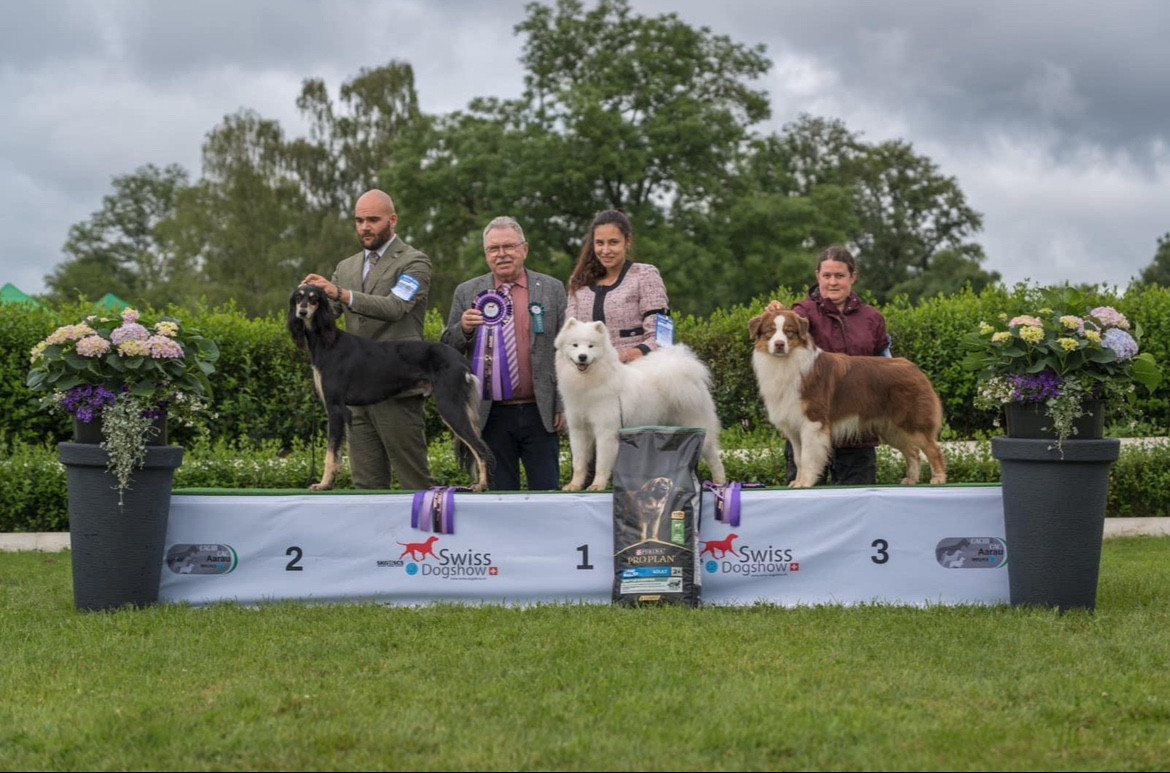 CH. Uptown Girl Daytona boschi vecchi - 1 EXCELLENT CACJ CACIBJ MEILLEUR JEUNE & BISJ