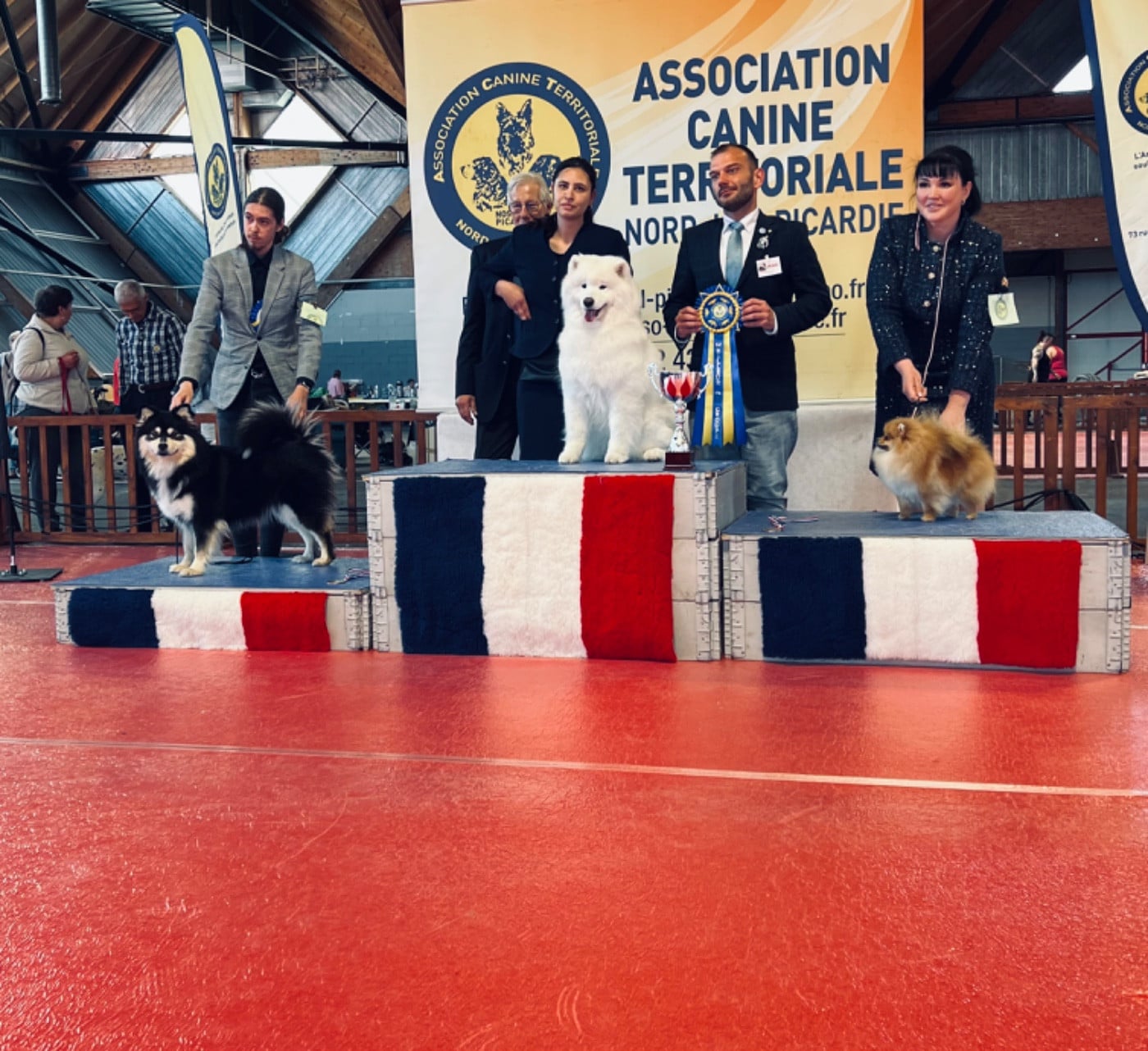 CH. Uptown Girl Daytona boschi vecchi - 1er excellent - BOB- BOG