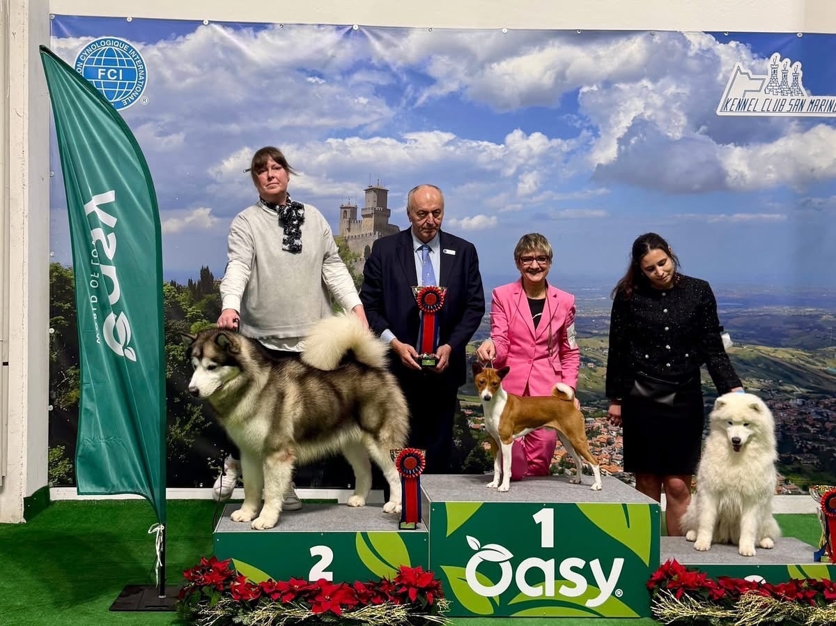 CH. Uptown Girl Daytona boschi vecchi - 1er excellent - BOB - BOG 3