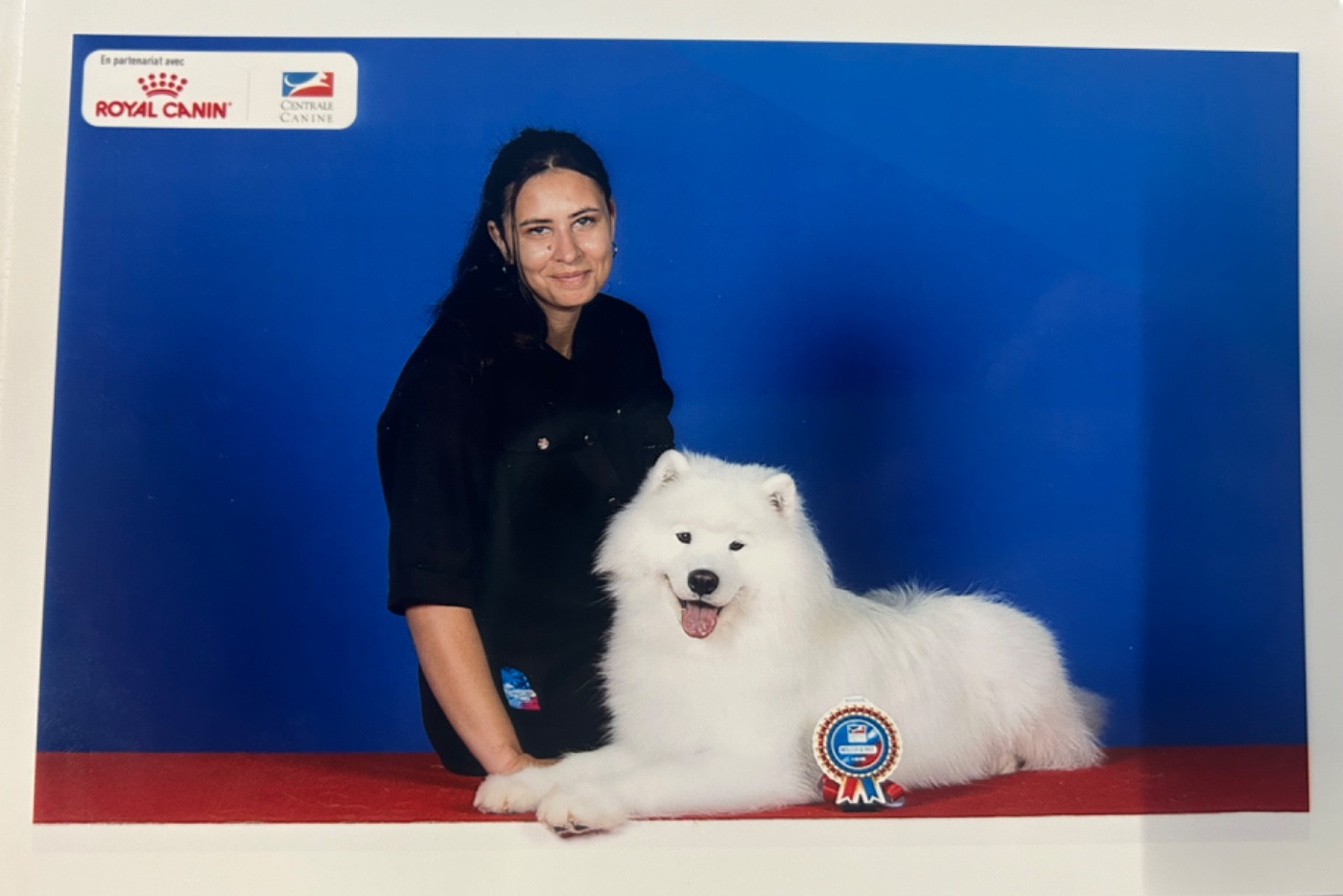 CH. Uptown Girl Daytona boschi vecchi - Cac- Cacib - BOB - Championne de France