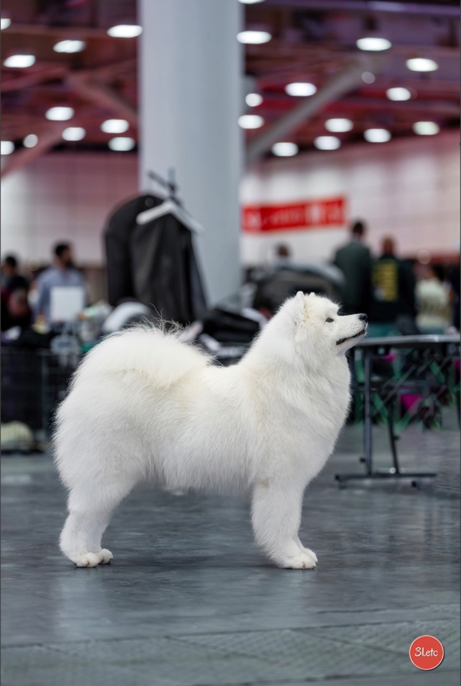 CH. Uptown Girl Daytona boschi vecchi - 1er ex- CAC - RCACIB - VWW 26