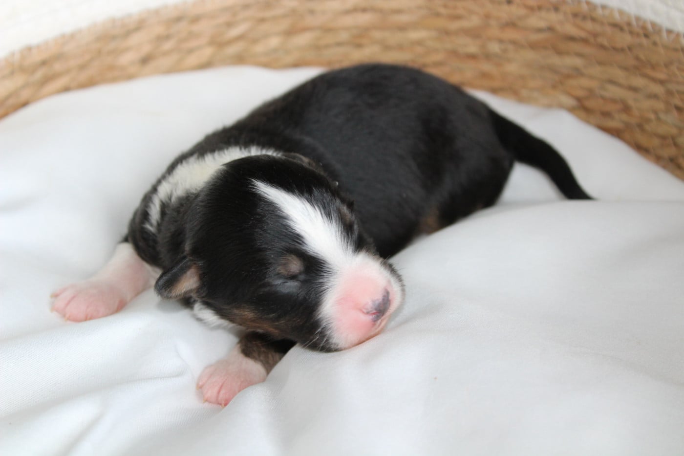 Balto - Berger Américain Miniature 