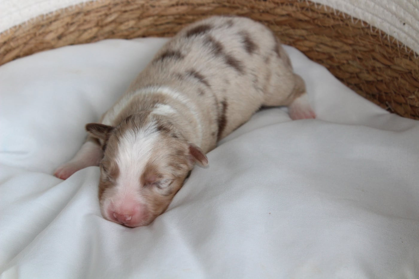Bailey - Berger Américain Miniature 