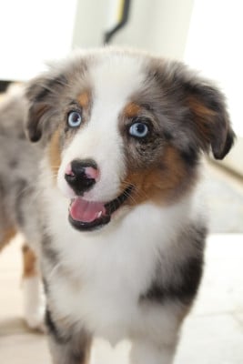 Les chiots de Berger Américain Miniature 