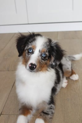 Les chiots de Berger Américain Miniature 