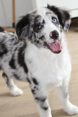 Les chiots de Berger Américain Miniature 