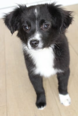 Les chiots de Berger Américain Miniature 