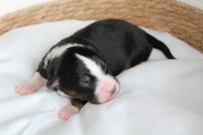 Balto - Berger Américain Miniature 