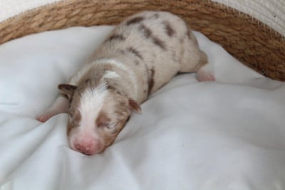 Bailey - Berger Américain Miniature 