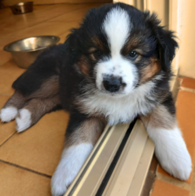 Les chiots de Berger Américain Miniature