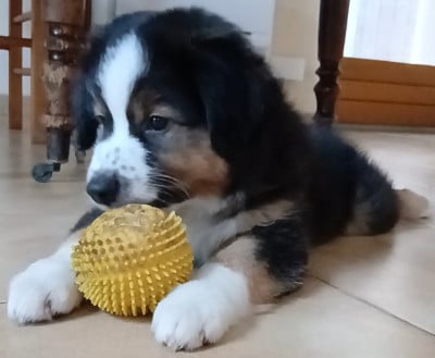 Les chiots de Berger Américain Miniature 