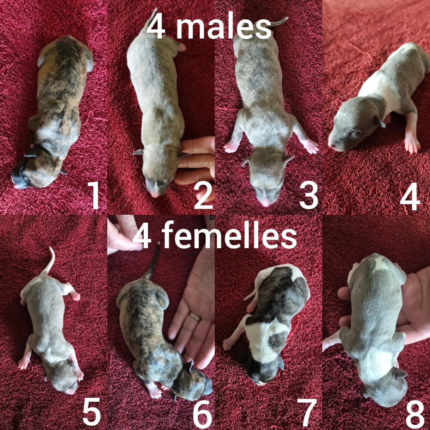 CHIOT 1