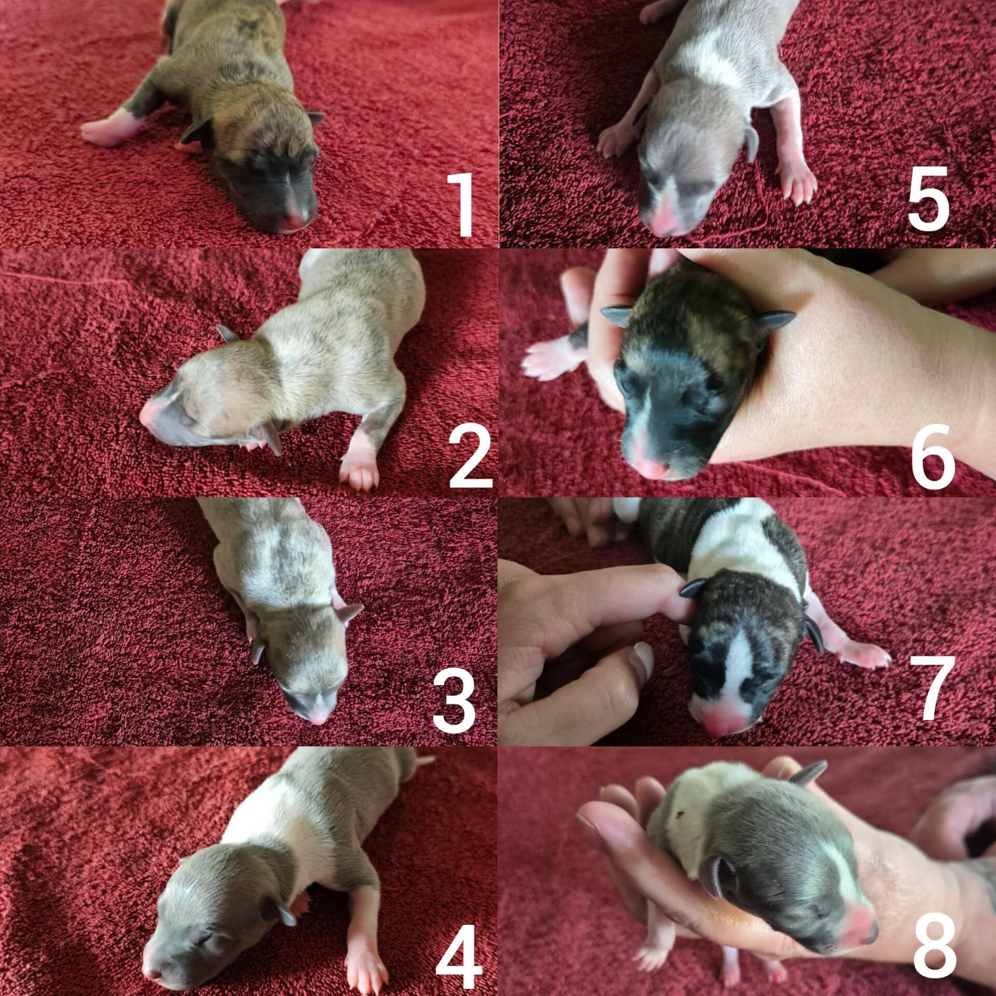 CHIOT 1
