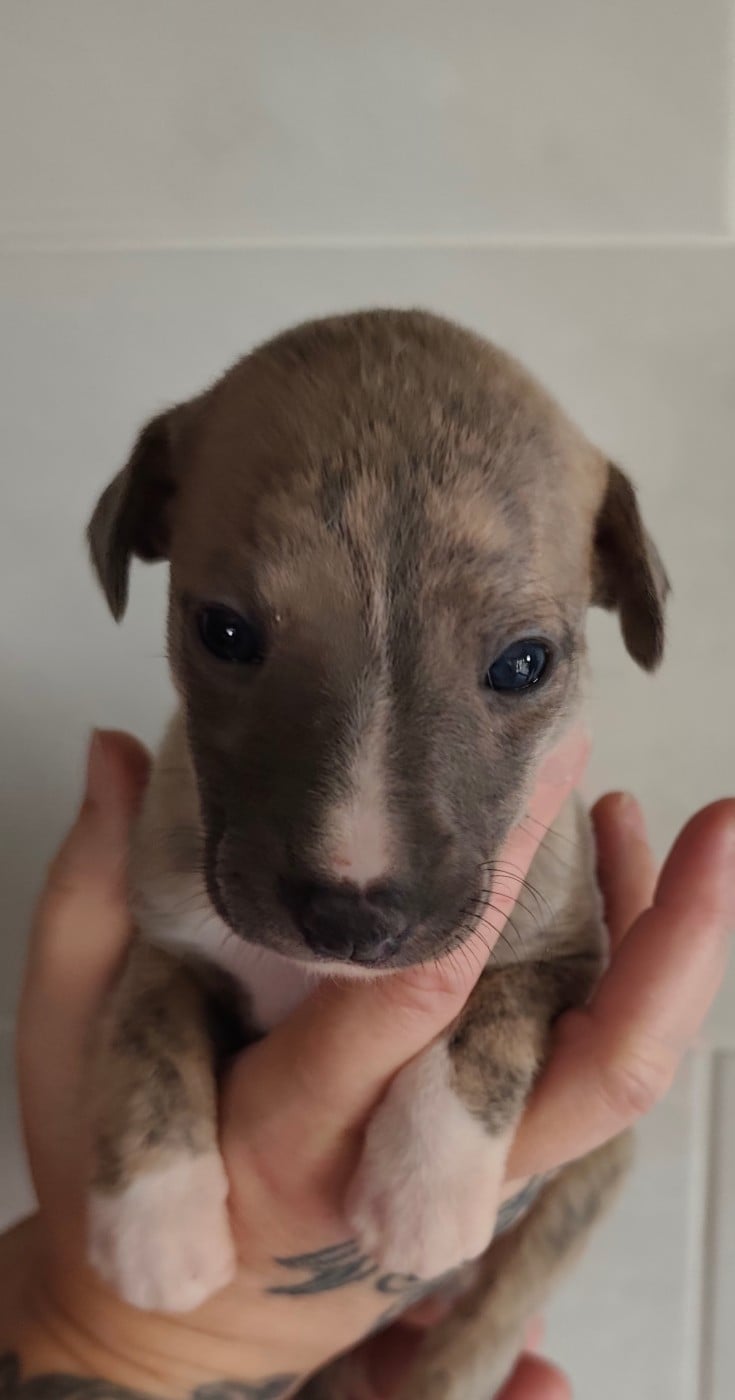 CHIOT 2