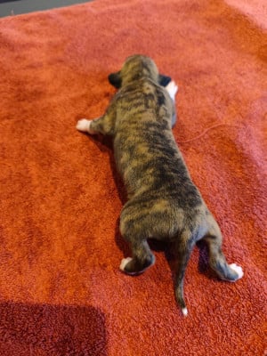 Les chiots de Whippet