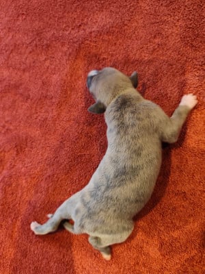 Les chiots de Whippet