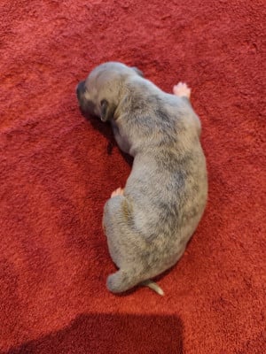 Les chiots de Whippet