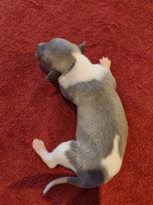 Les chiots de Whippet