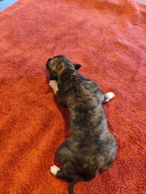 Les chiots de Whippet