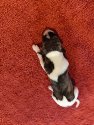 Les chiots de Whippet