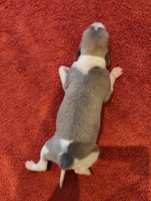 Les chiots de Whippet