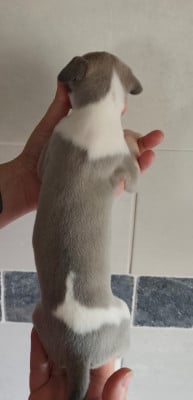 Les chiots de Whippet