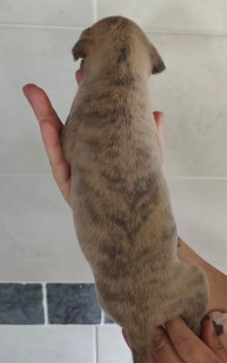 Les chiots de Whippet