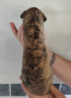 Les chiots de Whippet