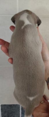 Les chiots de Whippet