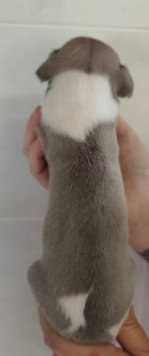 Les chiots de Whippet