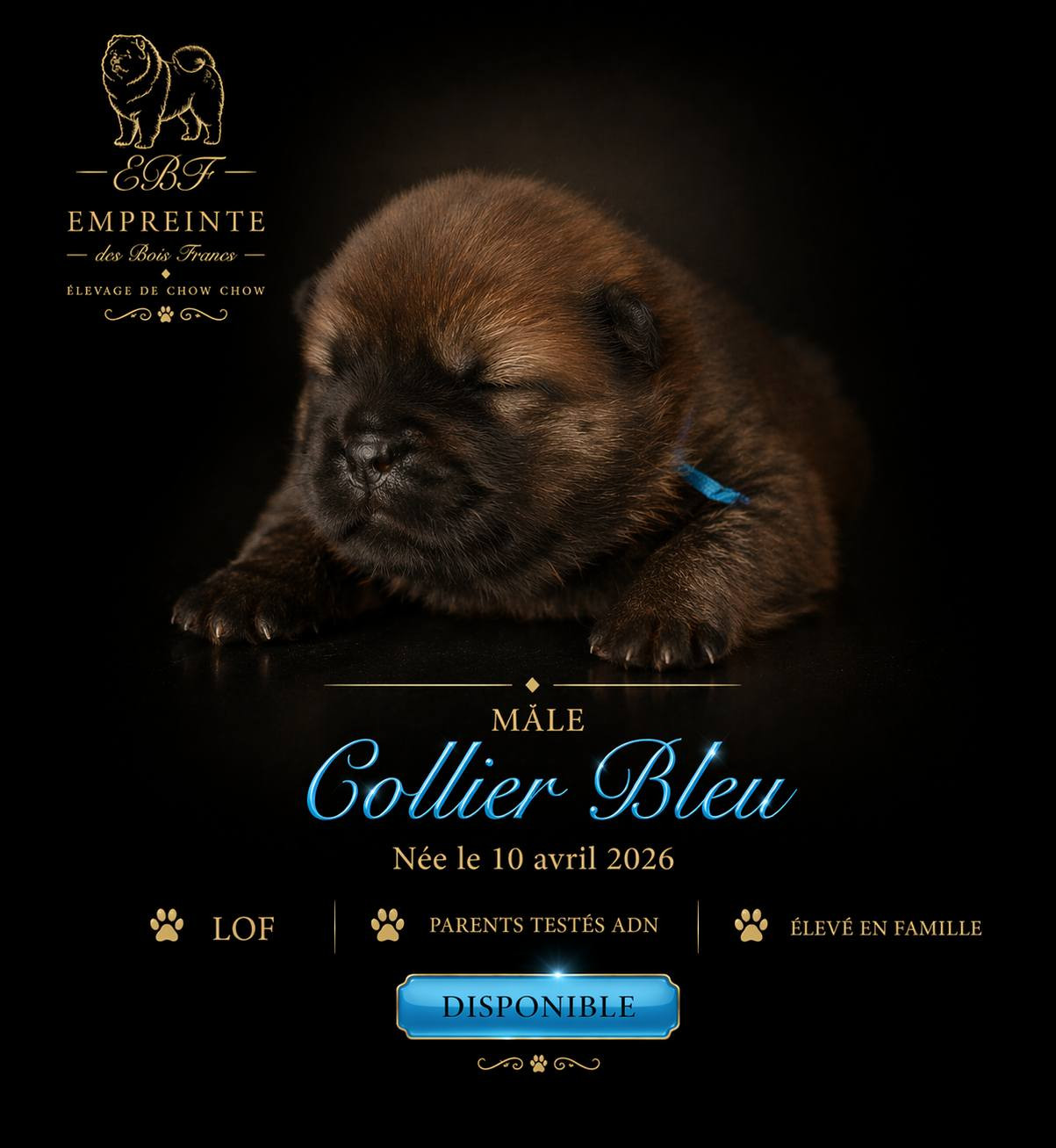Chiot N°3 - Chow Chow