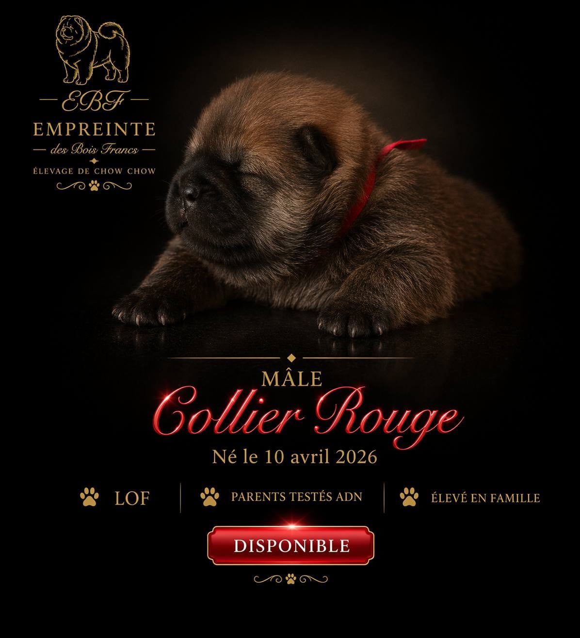 Chiot N°4 - Chow Chow