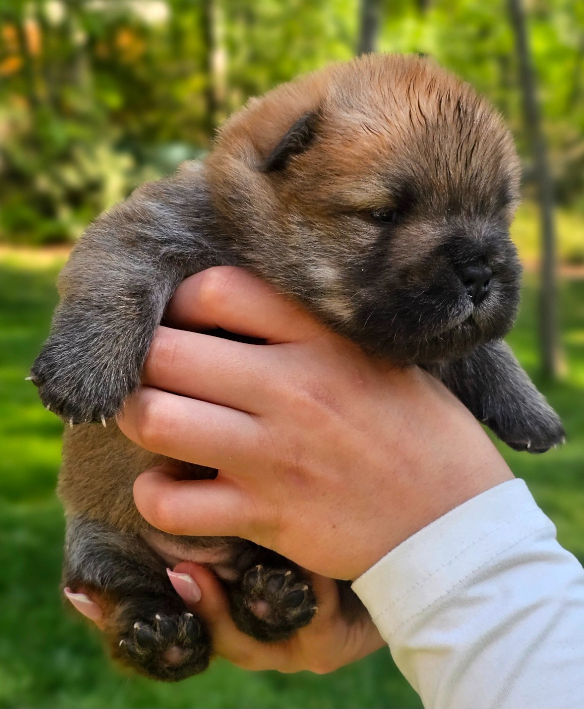 CHIOT ROUGE