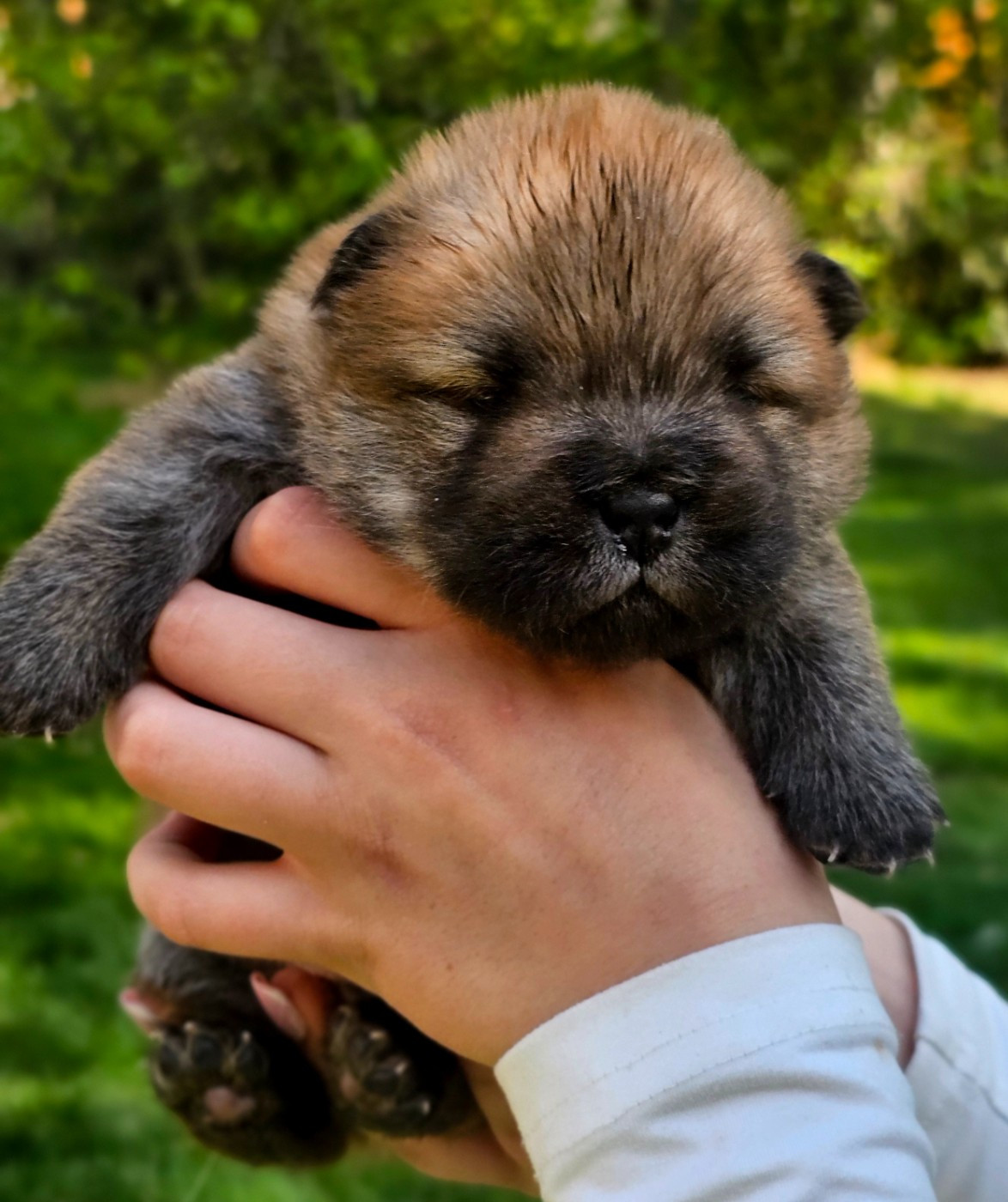 CHIOT ROUGE