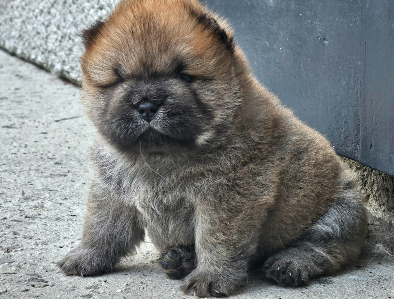 CHIOT ROUGE