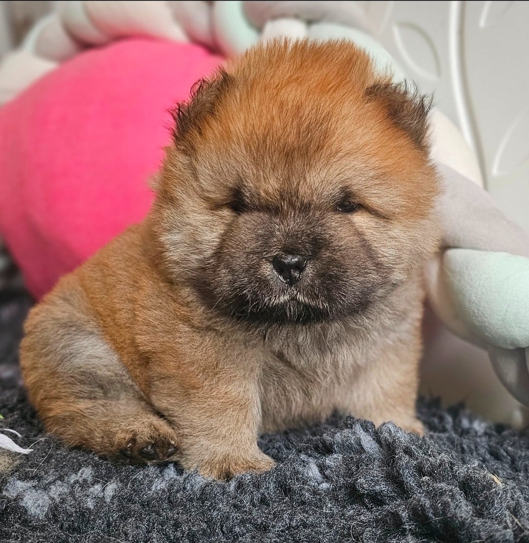 CHIOT ROUGE