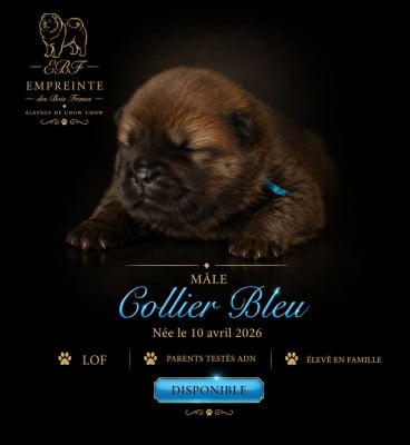 Les chiots de Chow Chow
