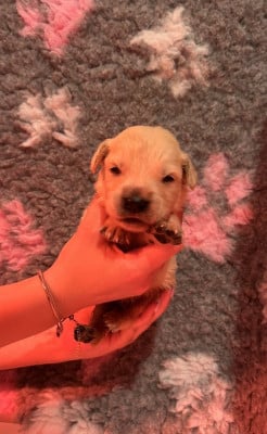 Les chiots de Golden Retriever