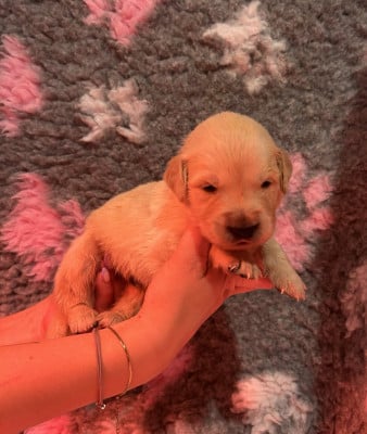 Les chiots de Golden Retriever