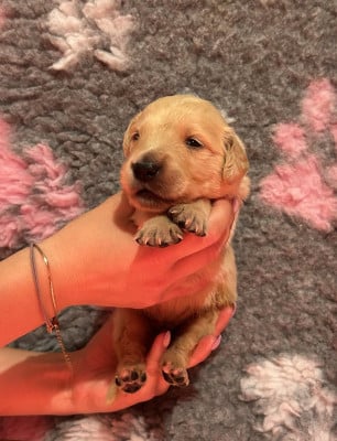 Les chiots de Golden Retriever