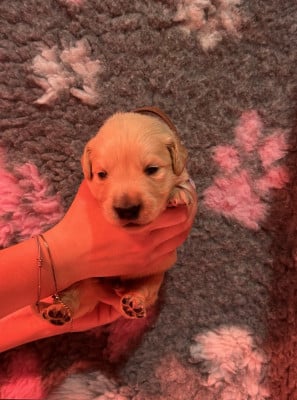 Les chiots de Golden Retriever